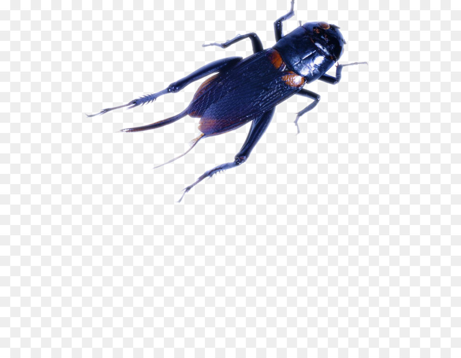Los Insectos，Cricket PNG