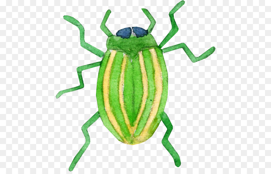 Cucaracha，De Dibujos Animados PNG