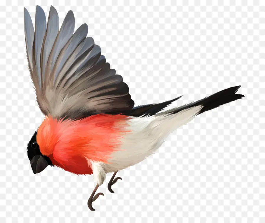 Pájaro Volador，Pájaro PNG