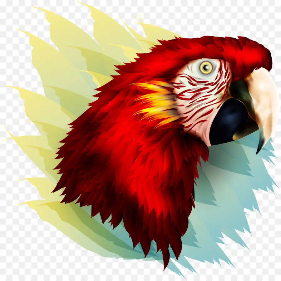 Loro Rojo，Plumas PNG