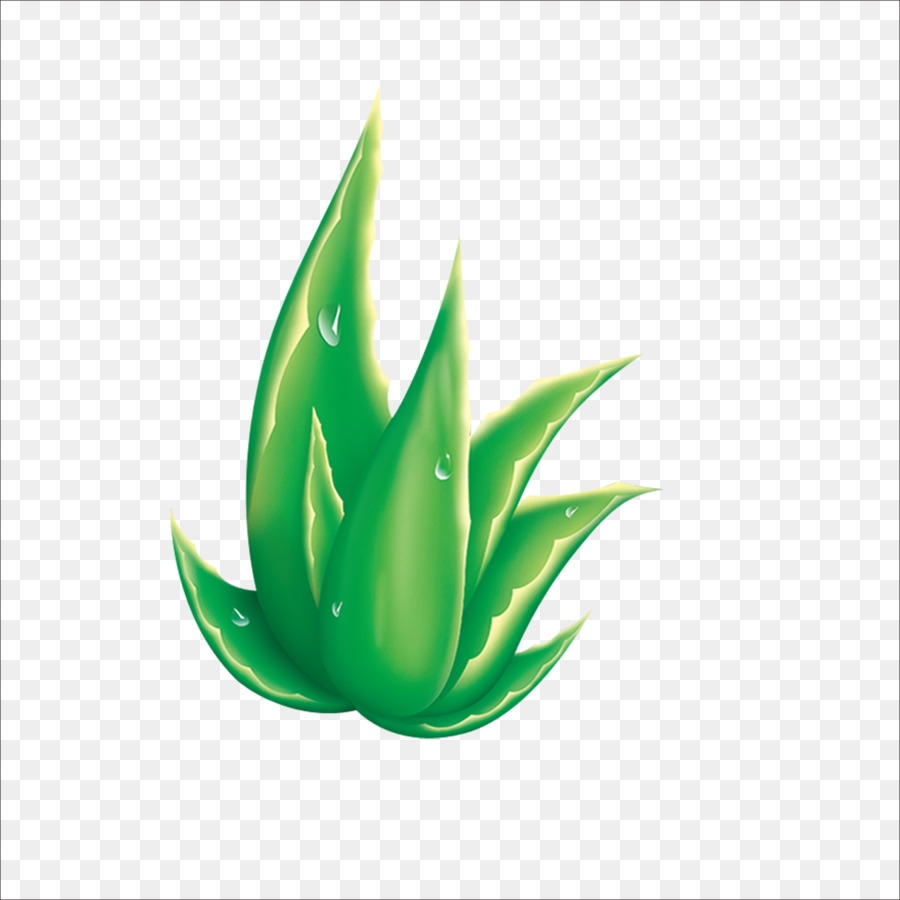 Aloe，Gráficos De Mapa De Bits PNG