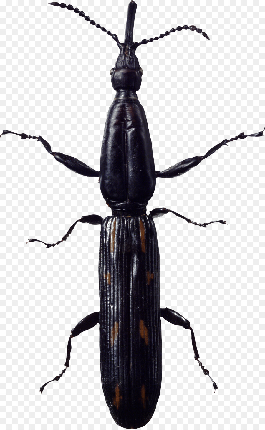 Los Insectos，Cucaracha PNG