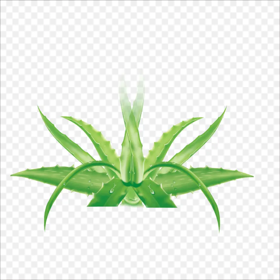 Aloe Vera，Formaldehído PNG