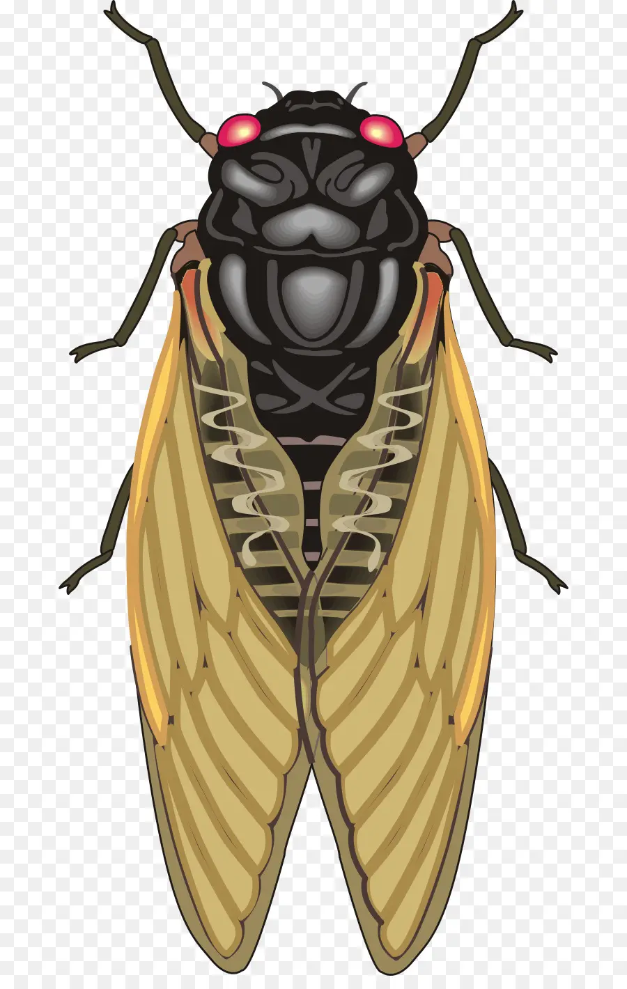 Insecto，Cigarras PNG