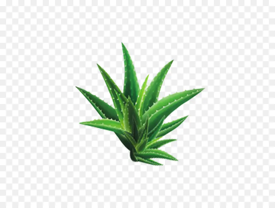 Aloe Vera，Semilla PNG