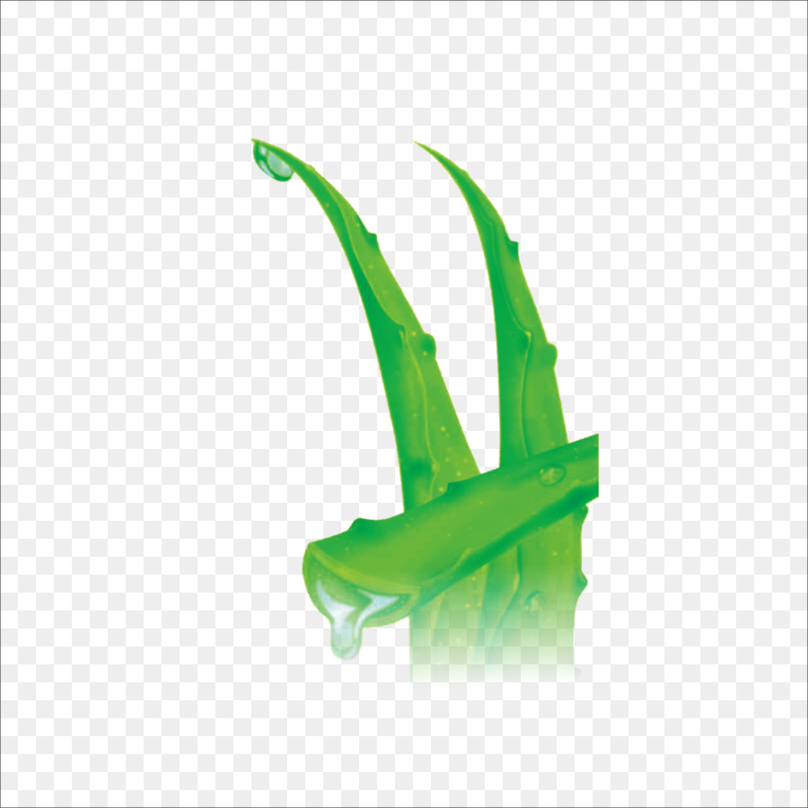 Descargar，Aloe PNG