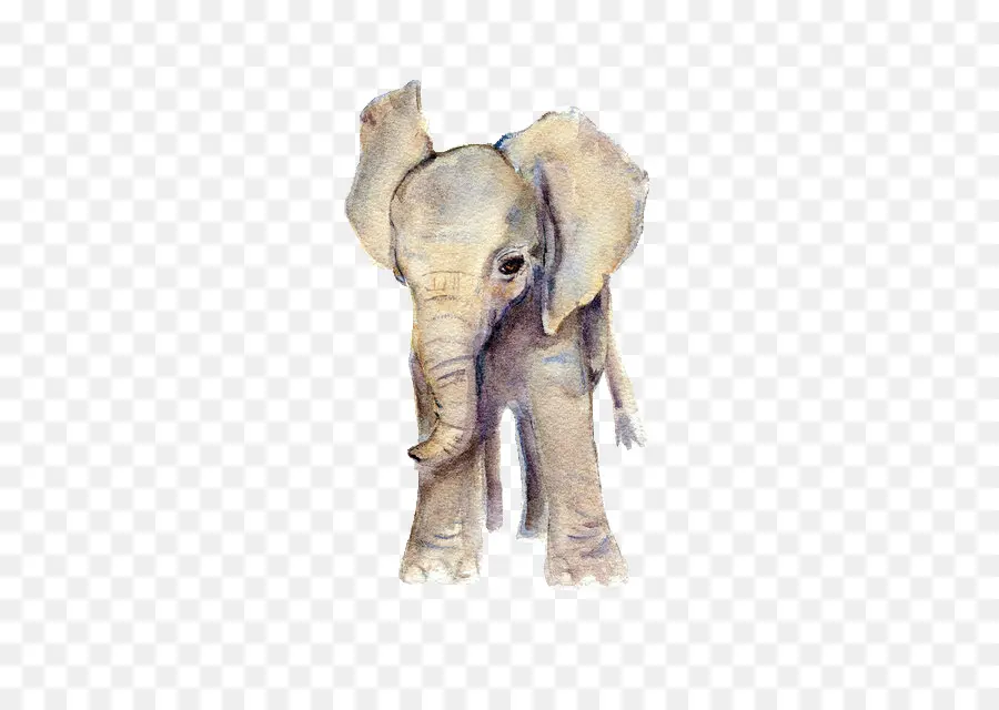 Elefante，Pintura A La Acuarela PNG