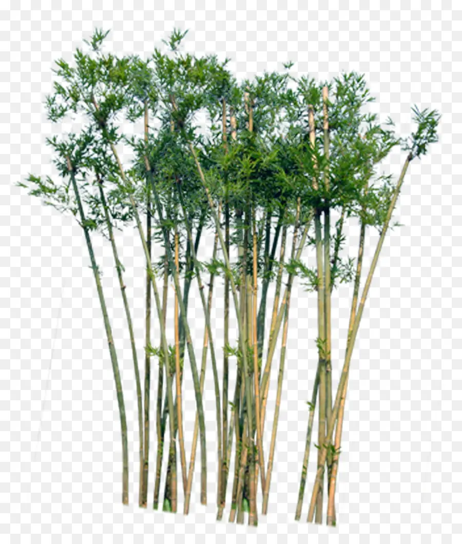 Planta，Bambú PNG