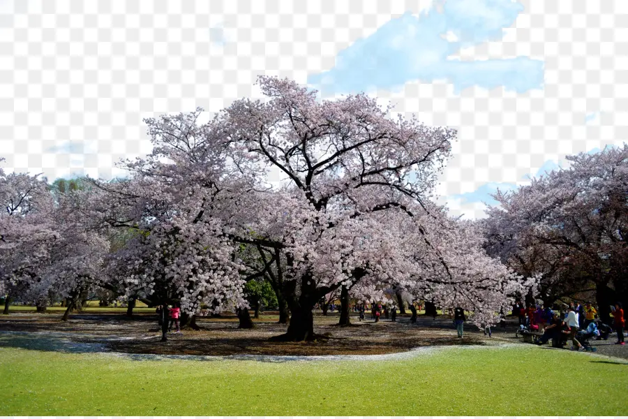 De Los Cerezos En Flor，Tokio PNG