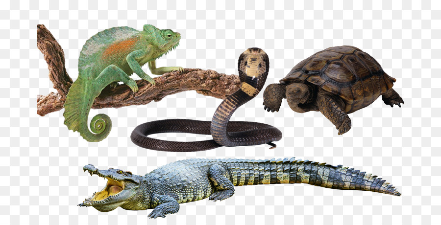 Reptiles，Camaleón PNG