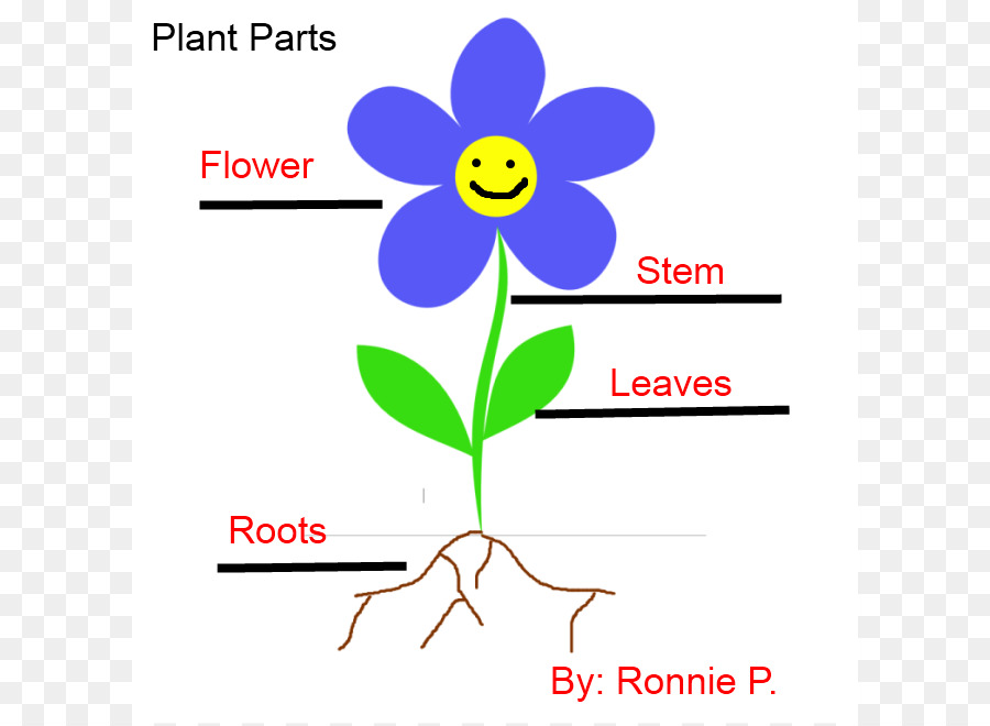 Planta，Tallo De La Planta PNG