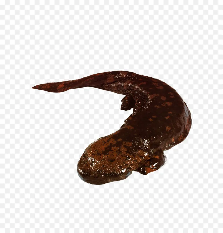 Salamandra，El Gigante Chino De La Salamandra PNG