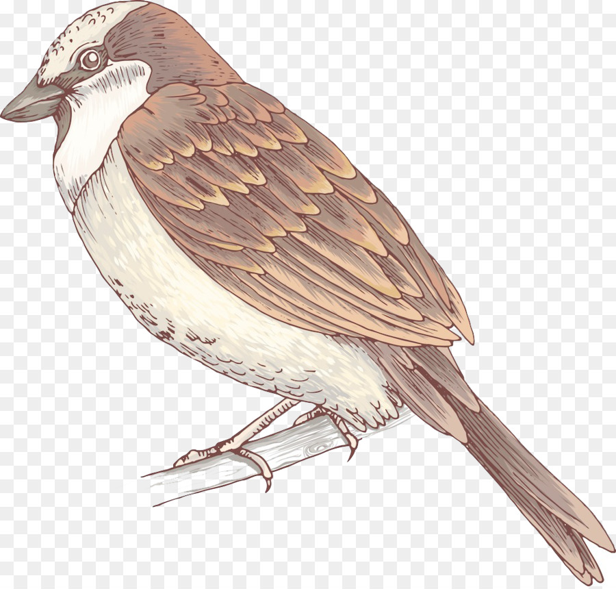 Pájaro，Gorrión PNG