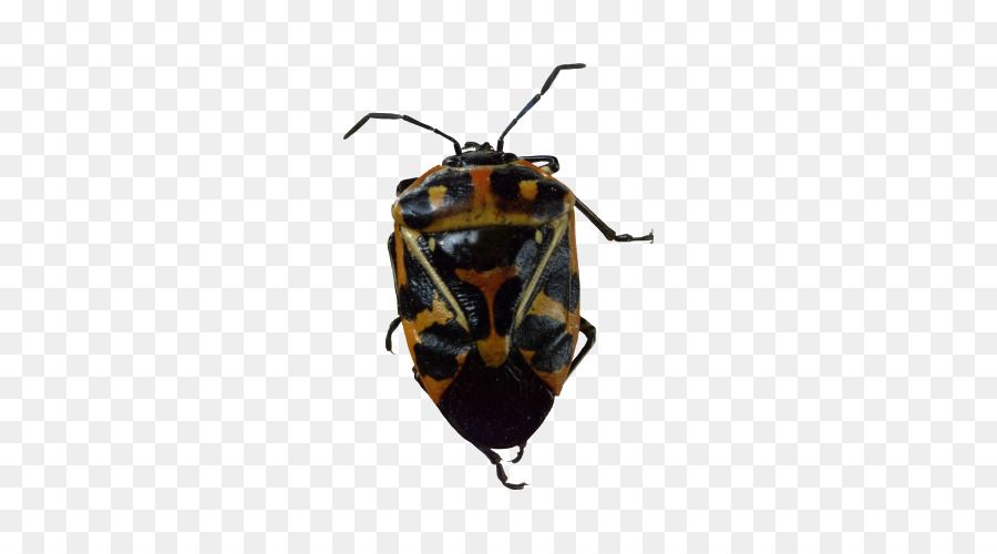 Los Insectos，Cucaracha PNG