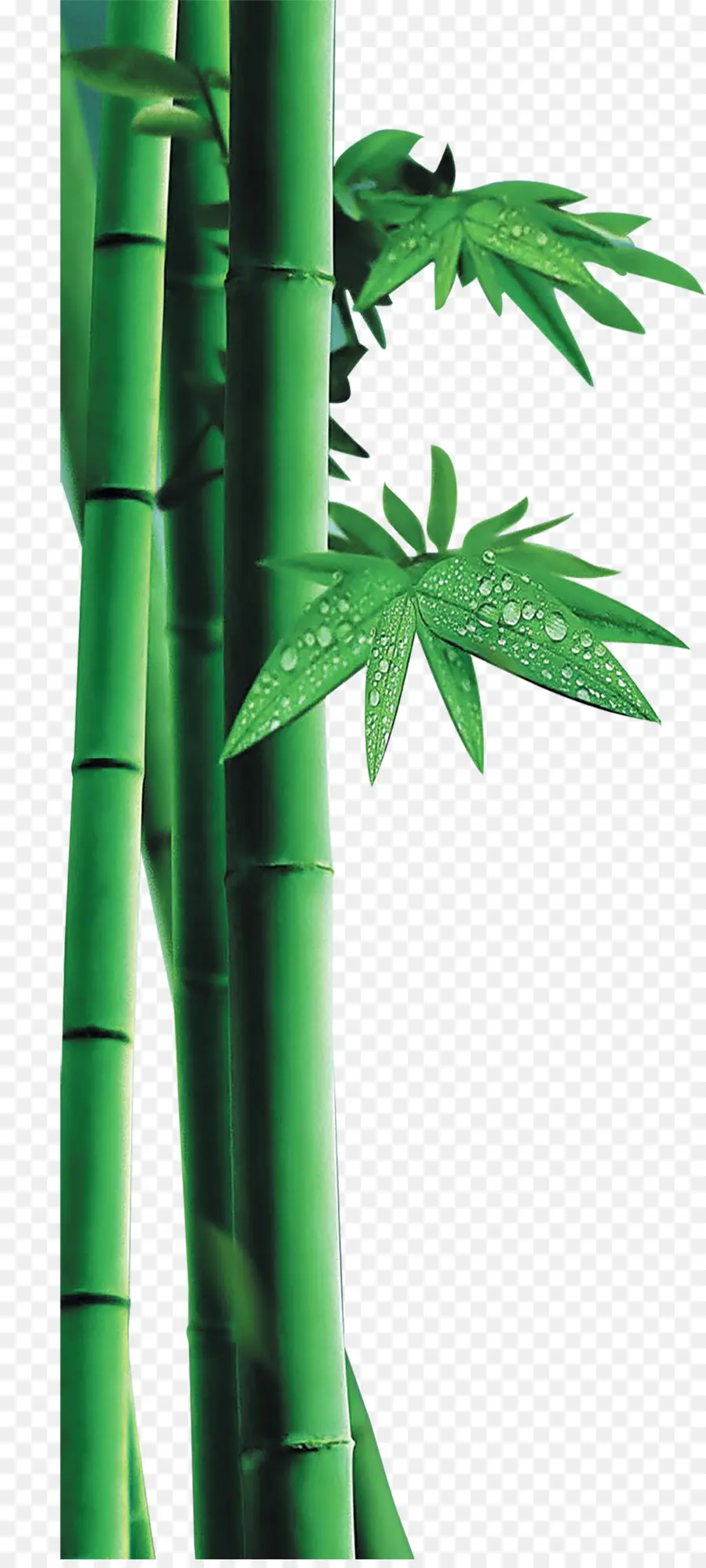 Bambú，Postscript Encapsulado PNG