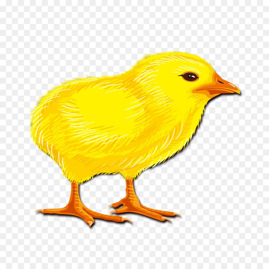 Yellowhair De Pollo，Gallo PNG