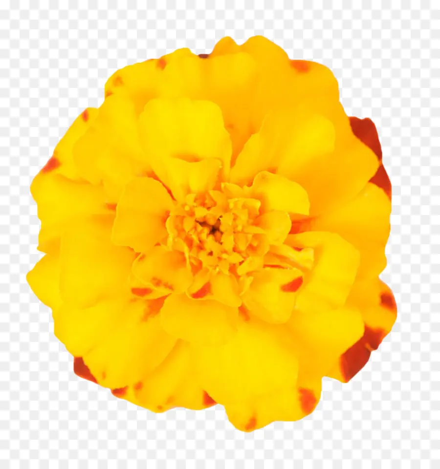 Mexicana De Caléndula，Flor PNG