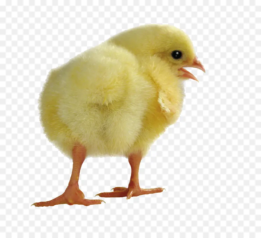 Yellowhair De Pollo，Neonato PNG