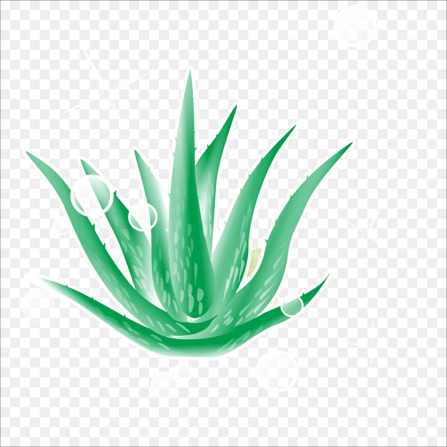 Aloe，Planta PNG