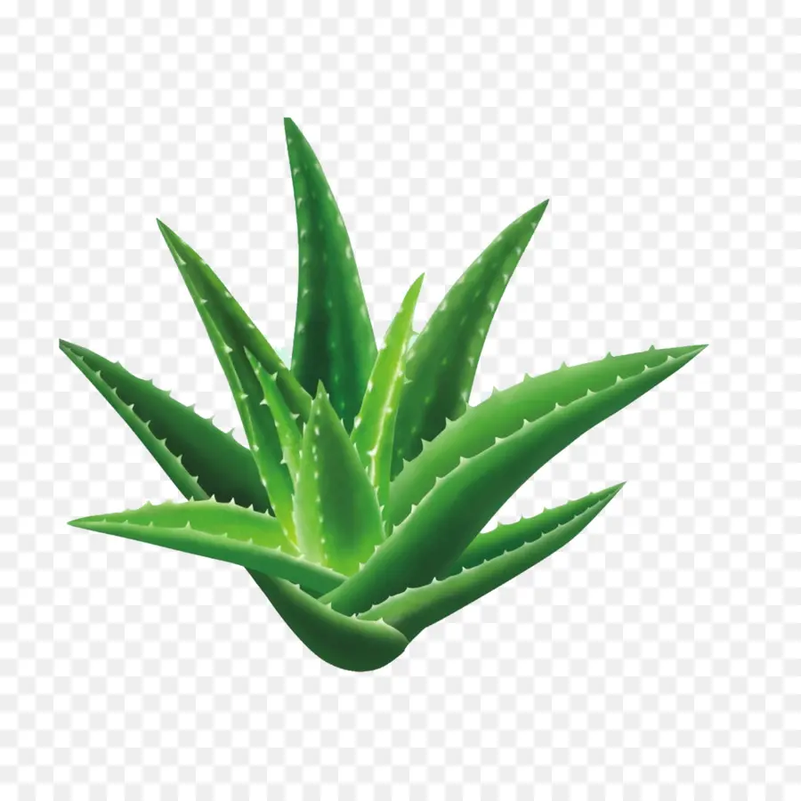 Aloe Vera，La Semilla PNG