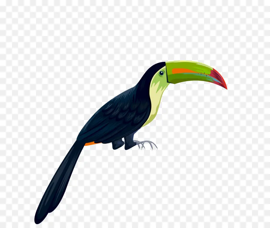 Parrot，Pájaro PNG