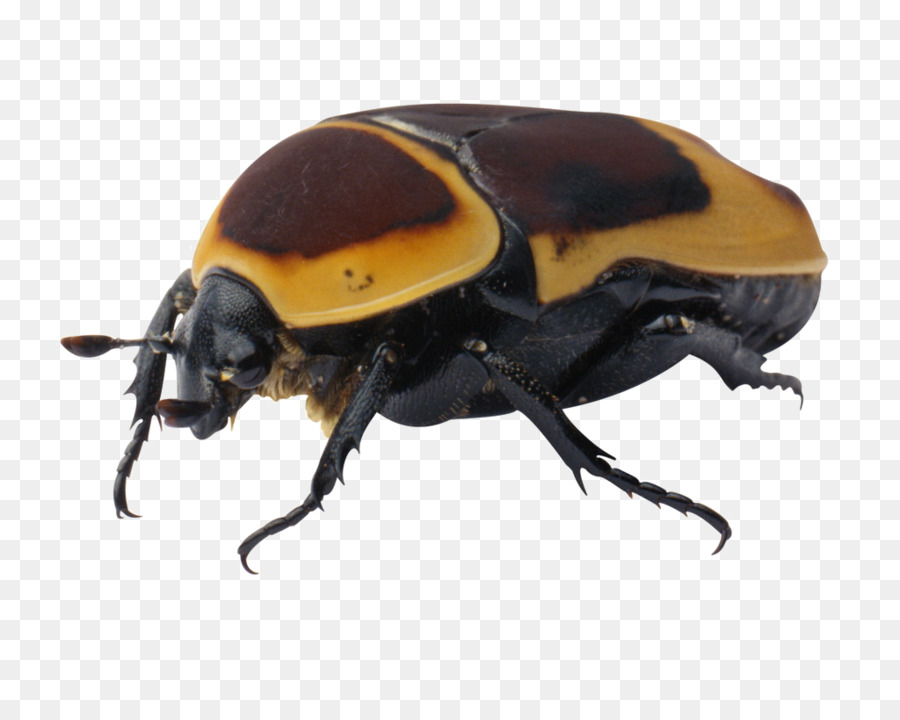Escarabajo，Trazado De Recorte PNG