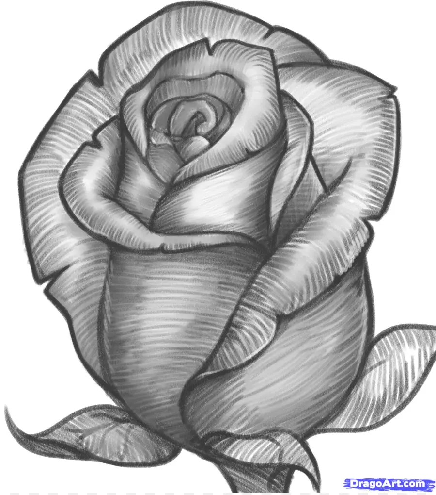 Rosa，Floración PNG