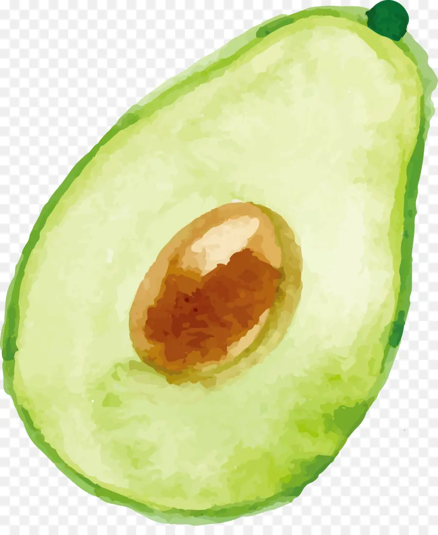 Palta，Pintura De Acuarela PNG