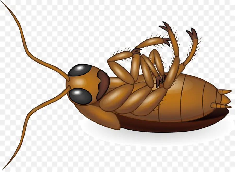 Cucaracha，Insecto PNG