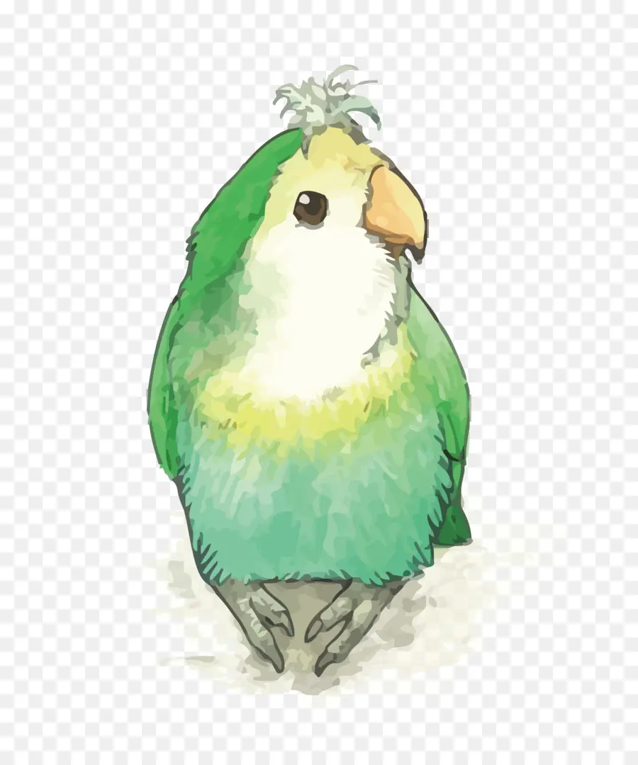 Parrot，Agapornis PNG