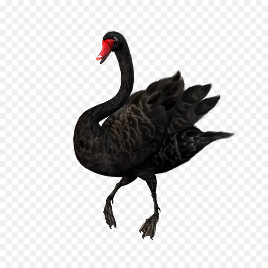 Cisne Negro，Descargar PNG