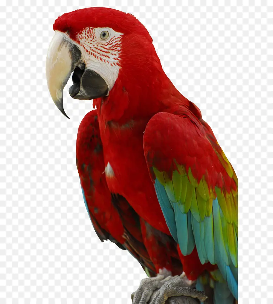 Cacatúa，Pájaro PNG