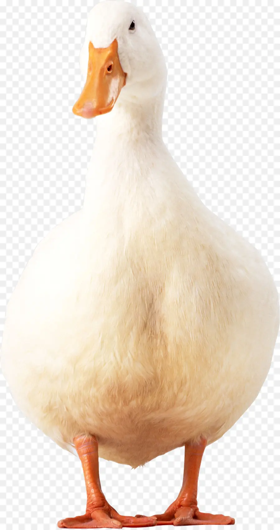 American Pekin，Pato PNG