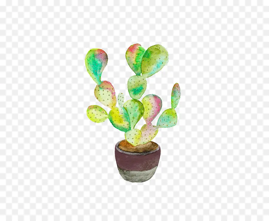 Cactaceae，Pintura De Acuarela PNG