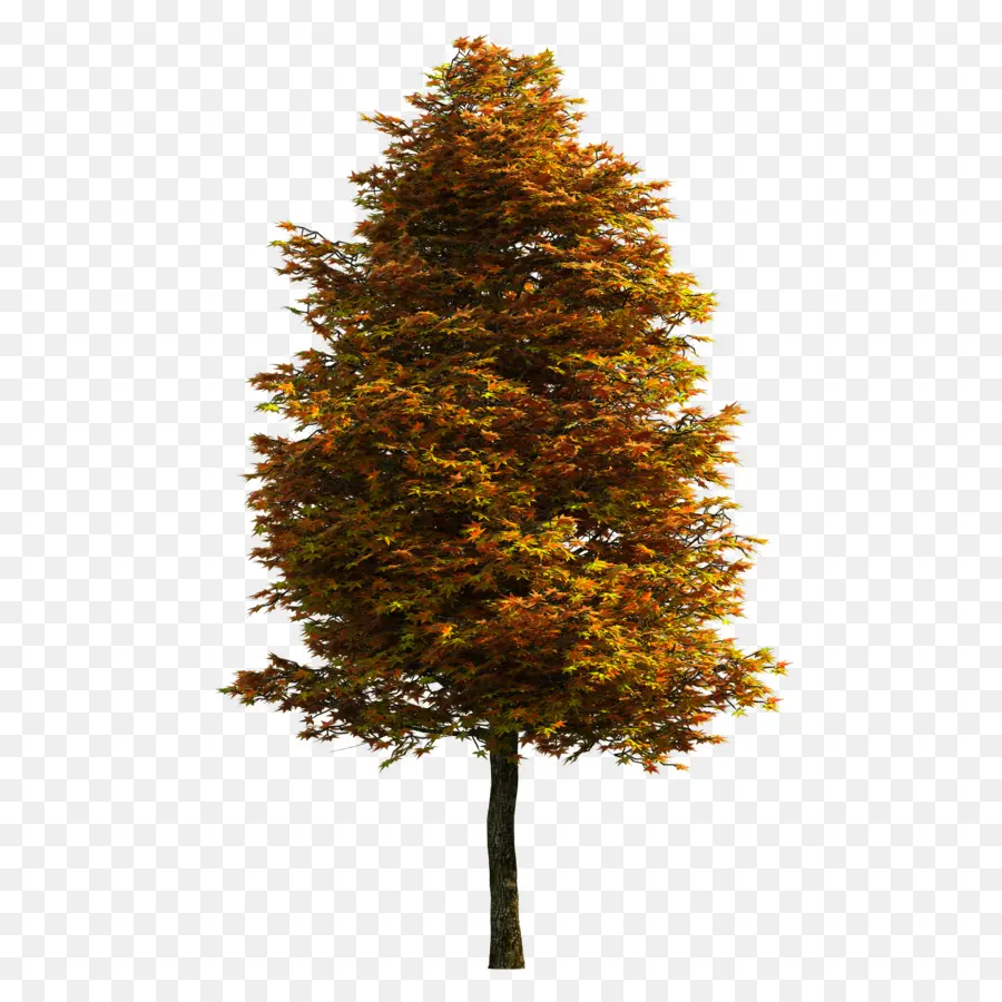 árbol，Postscript Encapsulado PNG