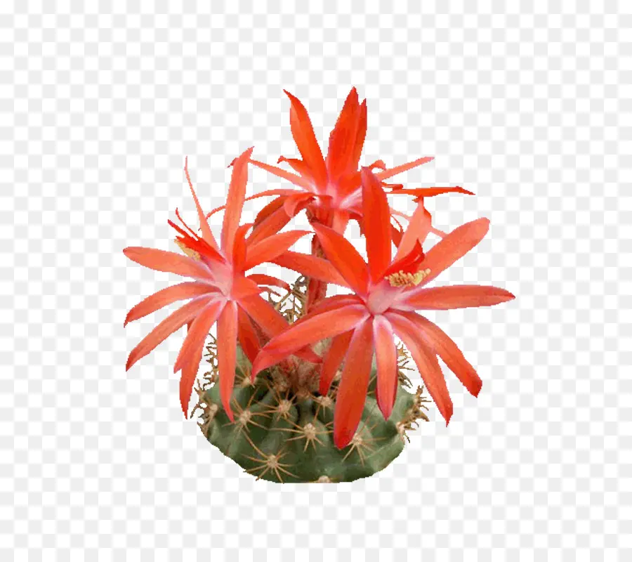 Epiphyllum，Vista Previa PNG