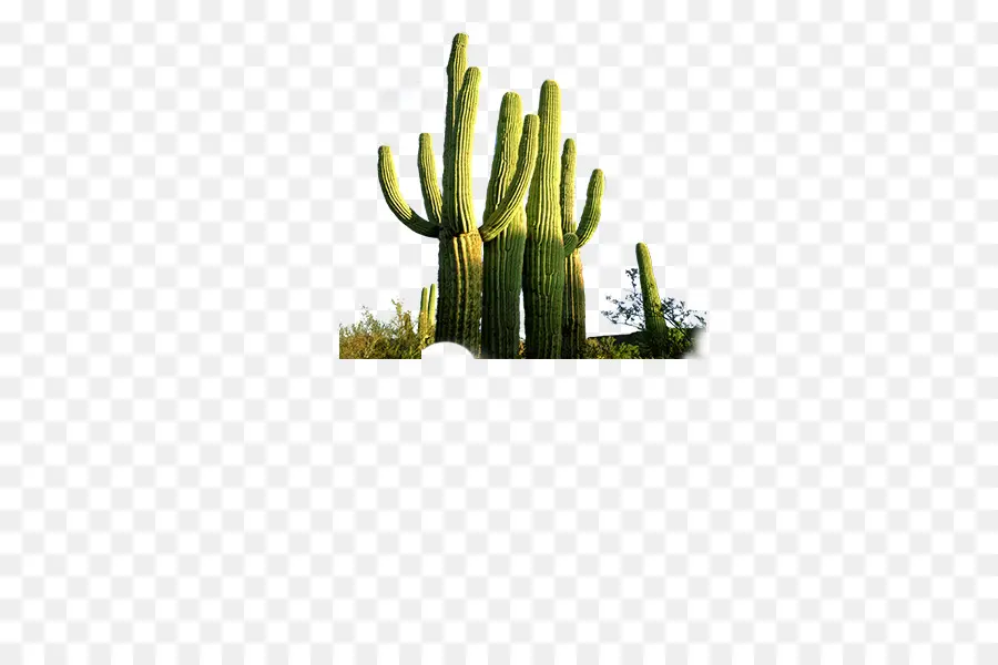 Cactus，Desierto PNG