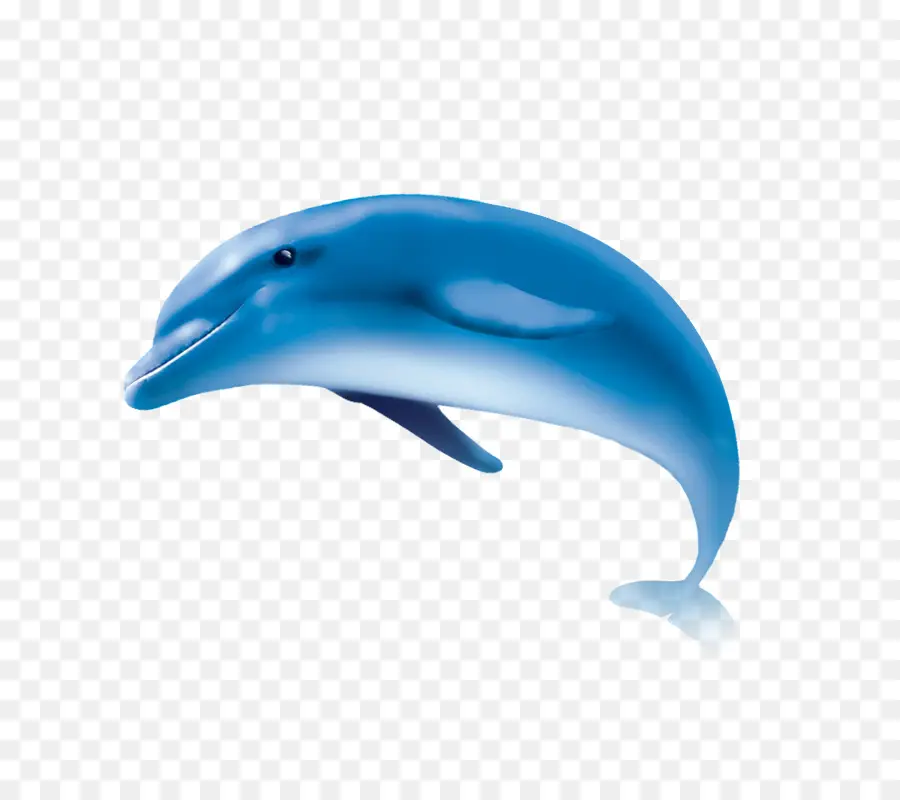 Dolfín Común，Wholphin PNG