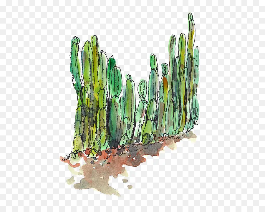 Cactaceae，Desierto PNG