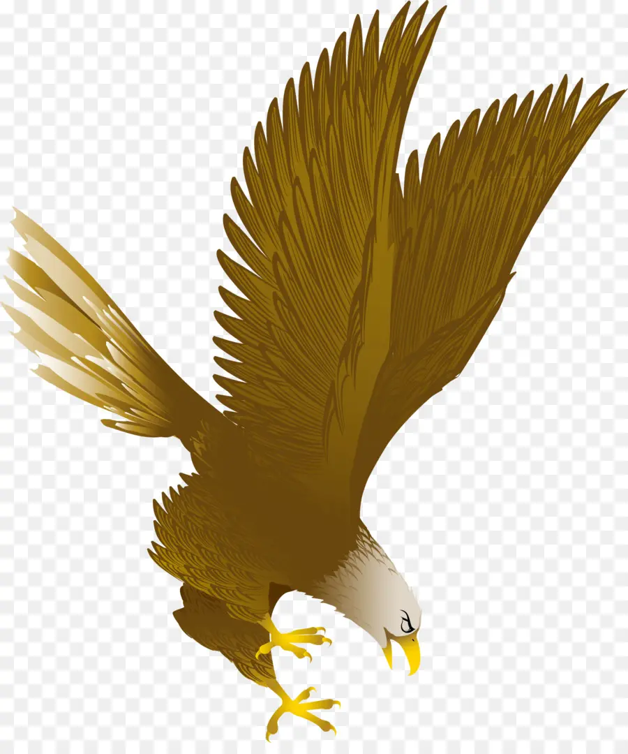 águila，águila Calva PNG