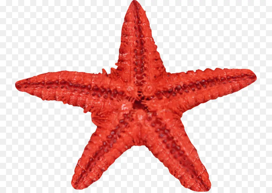 Estrella De Mar，Concha PNG