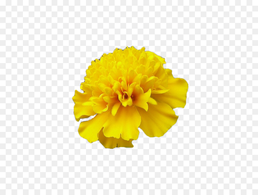 Flor，Amarillo PNG