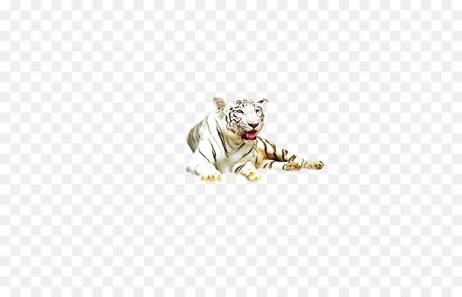 Tigre，Tigre Blanco PNG