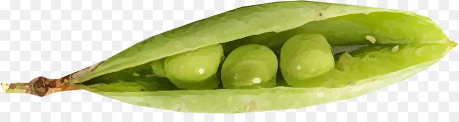 Pea，Lima Bean PNG
