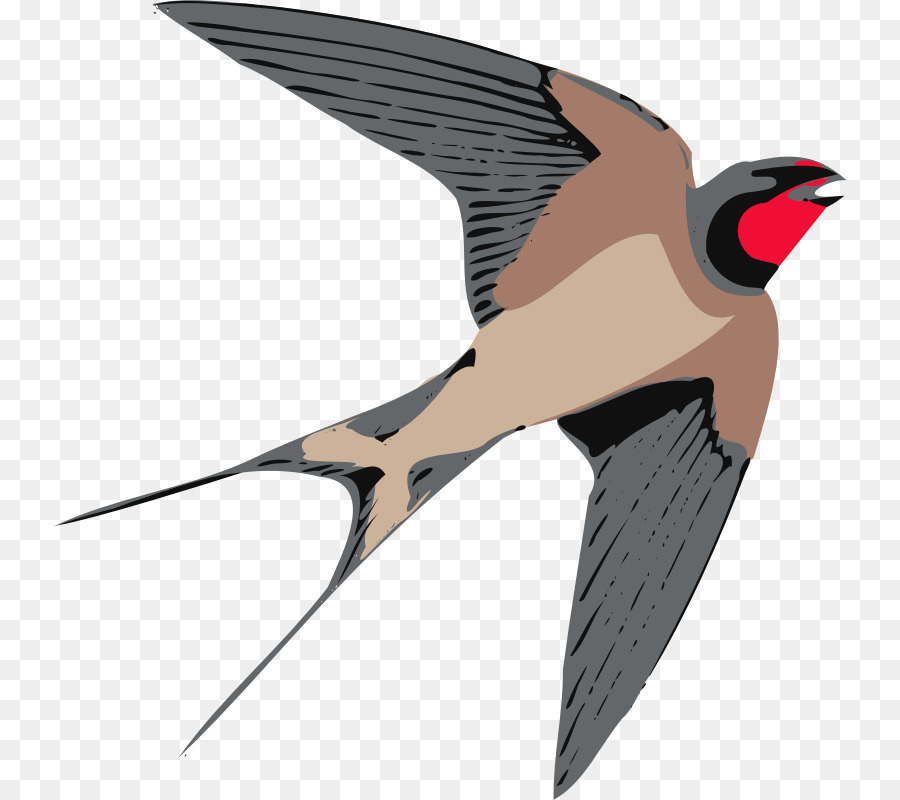 Tragar，Aves PNG