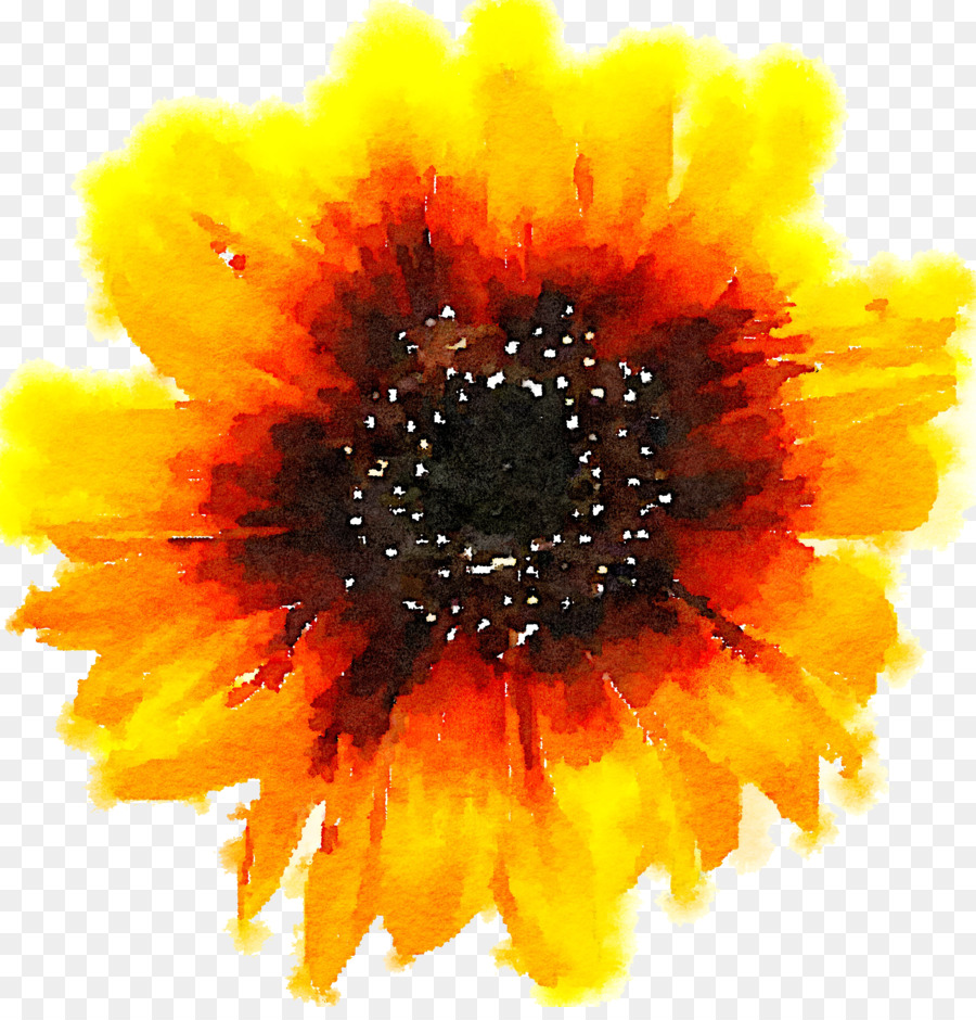 Común De Girasol，Amarillo PNG