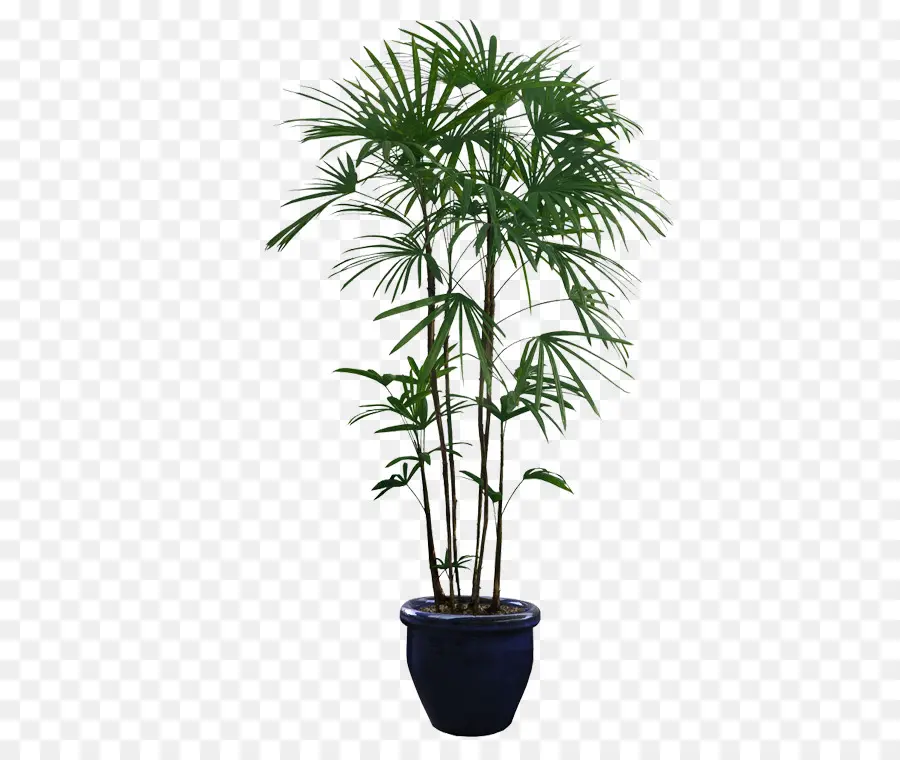 Planta，Planta De Casa PNG