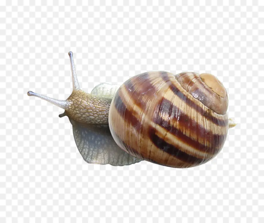 Caracol，Molusco PNG