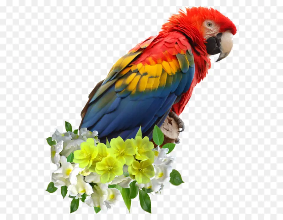 Loro Colorido，Pájaro PNG