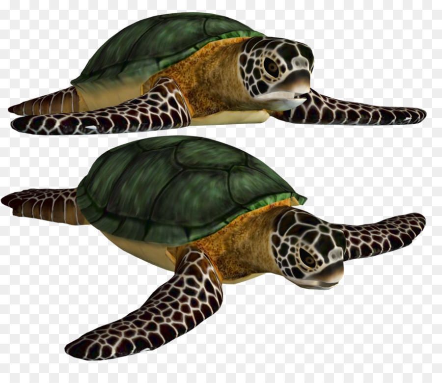 Tortuga，Tortuga De Mar PNG